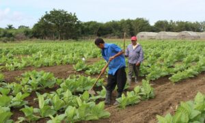 d11d0555-277799e0-celebran-58-aniversario-fundacion-intabaco-14-6-2020-11-5ee6b1749061b-60e31d71b8381-640x384-1