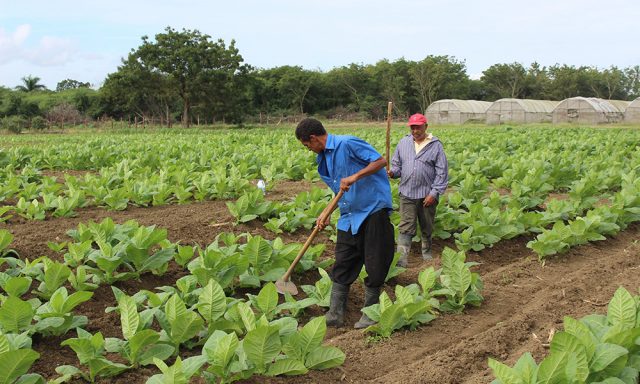 d11d0555-277799e0-celebran-58-aniversario-fundacion-intabaco-14-6-2020-11-5ee6b1749061b-60e31d71b8381-640x384-1