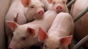 185541_1630594883_large